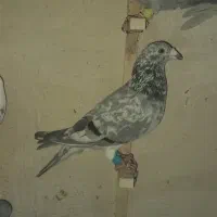 سرور سبز گرفتنی