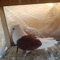 کبوتر کفتر دوکت سرخ|پرنده|مبارکه, |دیوار