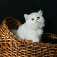 بچه گربه های گوگولی (پرشین بریتیش اسکاتیش)|گربه|اهواز, کیانپارس |دیوار