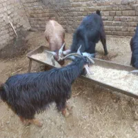 چپش فروش و گوسفند|حیوانات مزرعه|اندیمشک, |دیوار