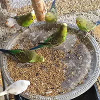 مرغ عشق عروس هلندی و فنچ|پرنده|فیروزکوه, |دیوار