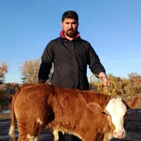 گوساله نر سیمینتال قرمز