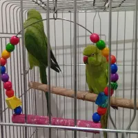 طوطی ملنگو جفت ملنگو