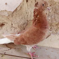 کبوتر سرخ دم سفید نر|پرنده|گله دار, |دیوار