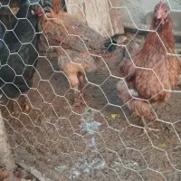 مرغ|حیوانات مزرعه|گیان, |دیوار