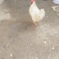 خروس سفیدچهل تاج