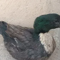 اردک  تزئینی و ارگانیک|حیوانات مزرعه|تهران, سجاد|دیوار