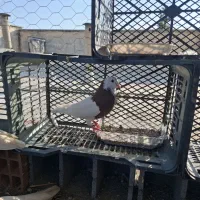 جفت طوقی ا