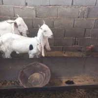 نربز گلابی