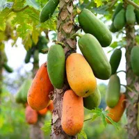 رزبری بلوبری بلک بری لوگان بری و ...|گل و گیاه طبیعی|تهران, سعادتآباد|دیوار