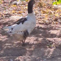 غاز|حیوانات مزرعه|محلات, |دیوار