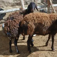 بره ماده ابستن قزل افشاری در حد شیشک