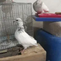 دوجفت پاکستانی عطیقه|پرنده|سراوان, |دیوار