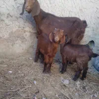 سلام کهره مری بز جوان شیری با دوتا کهره نر ماده