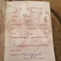 وا گزاری گربهDSH شناسنامه دار|گربه|اصفهان, آبشار|دیوار