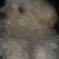 سگ شیتزو تریر|سگ|سیرجان, |دیوار