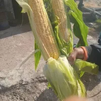 فروش تناژ ذرت مکزیکی