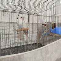 جوجه مرغ عشق هلندی گریدAیک جفت سالم