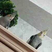 جفت عروس هلندی|پرنده|سهند, |دیوار