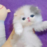 بچه گربه پرشین اگزوتیک مینیاتوری