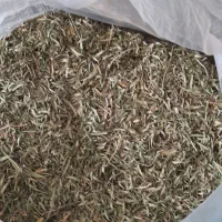 آویشن کوهی گل.