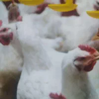 کود مرغ گوشتی