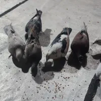 پرنده ی بوم|پرنده|قزوین, |دیوار