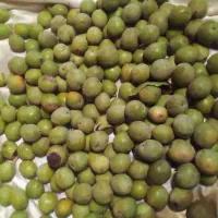 گردو پوست کاغذی تر