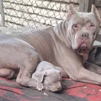 توله امریکن پیت بول