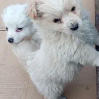 توله پامر روباهی