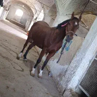 مادیان کره تاج اردشیر خان