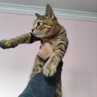 واگذاری گربه رایگان