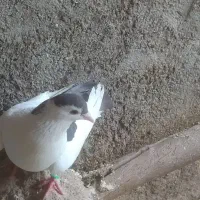 کفتر کبوتر طوقی خال دم