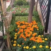 خدمات باغبانی تعویض خاک گلدون هرس در محل شما