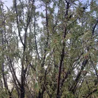فروش-باغ-بادام2500متری-فقط-730