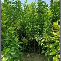 نهال مرکبات میفروشم