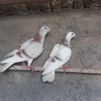 کبوتر قوچان