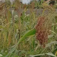 جارو خانگی