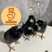 جوجه ۱ تا ۵ روزه پیلموت راک