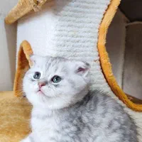 مجموعه گربه خاص بازدید حضوری(پرشین بریتیش اسکاتیش|گربه|اصفهان, جلفا|دیوار