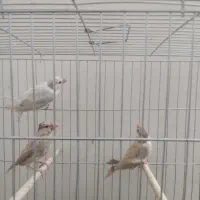 فنچ نرگسی شکلاتی|پرنده|تهران, شیخ هادی|دیوار