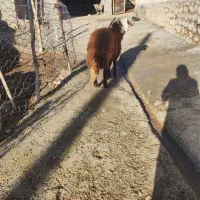 بره نر مهربانی