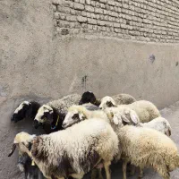 6راس میش بره