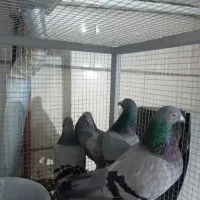 کبوتر آلمانی سینه سیاه طوقی و سرخ|پرنده|مشهد, عبادی|دیوار