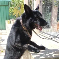 فروش ژرمن مشکی توله بالغ درشت اصیل|سگ|کرج, عظیمیه|دیوار