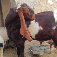 نر بز مری