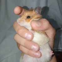 همستر نژاد دار