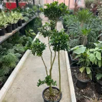 فیکوس رتوزا