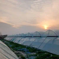 پلاستیک گلخانه