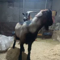 بره ماده بزنرآلپاین معاوضه|حیوانات مزرعه|همدان, |دیوار